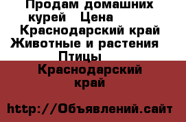 Продам домашних курей › Цена ­ 500 - Краснодарский край Животные и растения » Птицы   . Краснодарский край